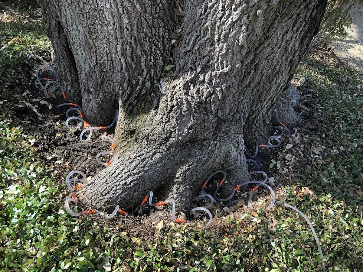 Detailed Tree Cabling and Bracing job site in Midland City