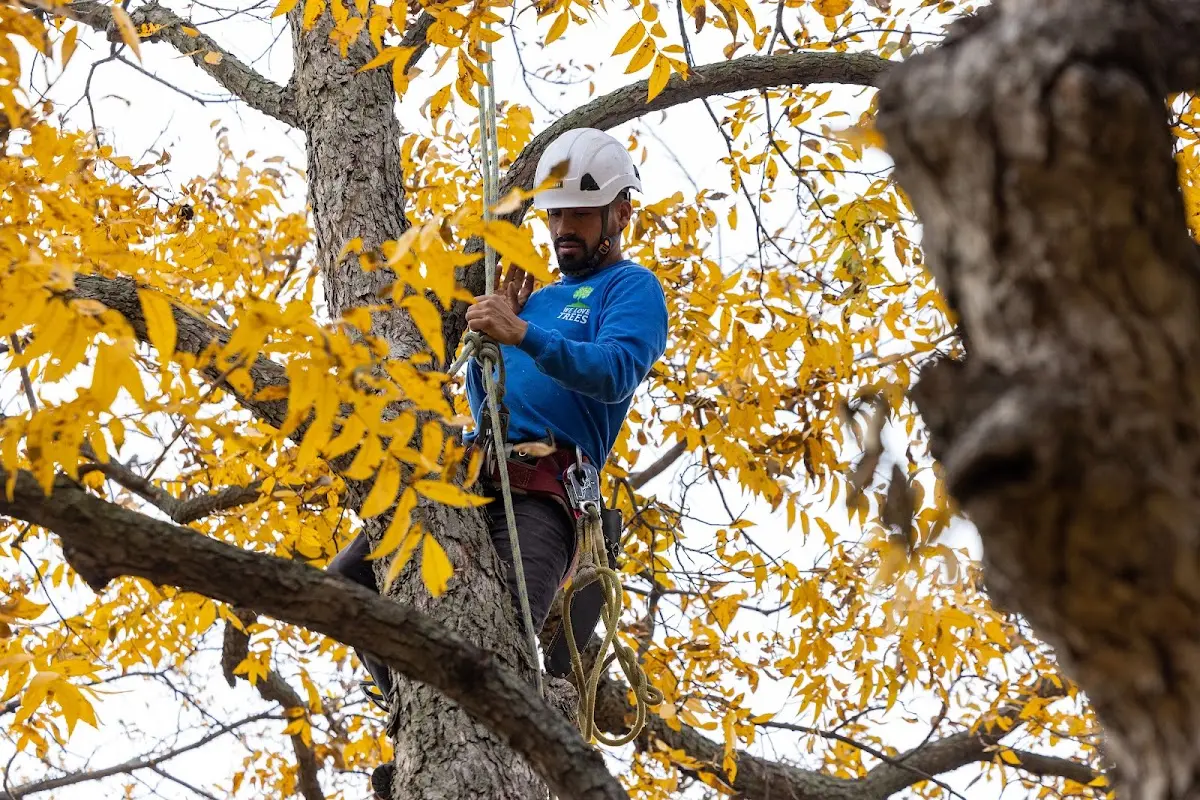 Skilled Tree Pruning crew working in Midland City