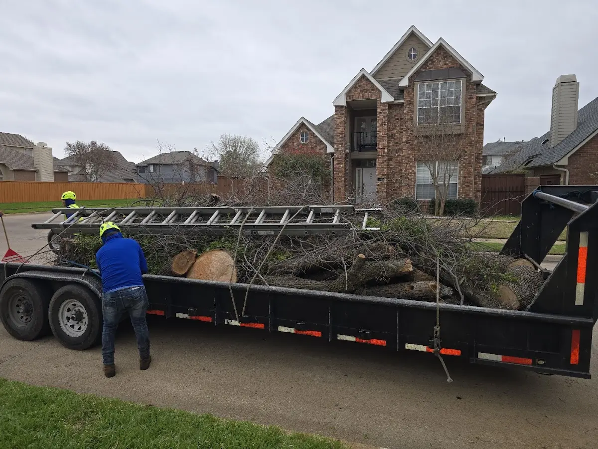 Expert Tree Removal with proper safety equipment in Midland City